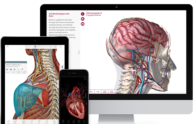 Physiology Animations - Visible Bodys stunning animations